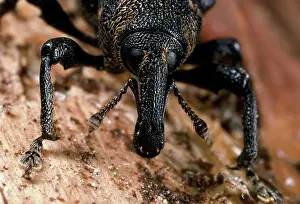 Weevils: Pine Weevil -