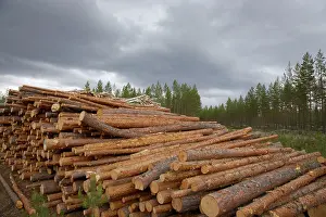 Piles: Pine Wood - pile waiting for collection