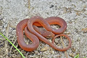 Serpent: Pine Woods Snake