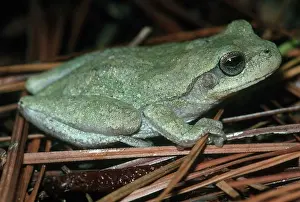 Femoralis: Pine Woods Treefrog
