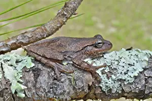 Hylid: Pine Woods Treefrog