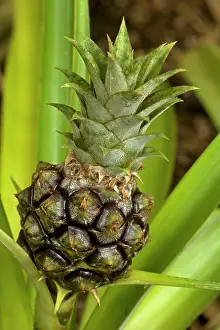 Ananas: Pineapple