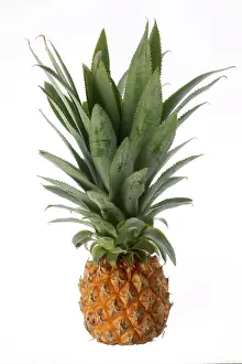 Pineapples: Pineapple