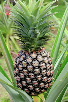 Ananas: Pineapple