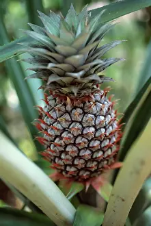 Pointy: Pineapple