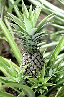 Bromeliad: Pineapple