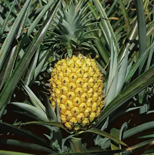 Ananas: Pineapple (Ananas comosus)