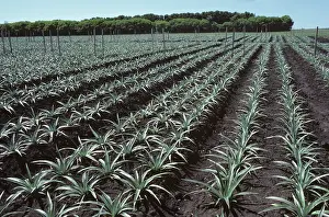 Bromeliaceae: Pineapple (Ananas comosus) crop