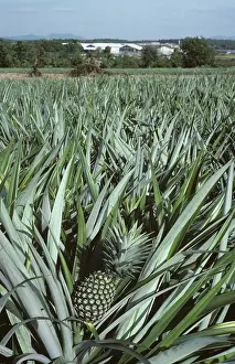 Ananas: Pineapple (Ananas comosus) crop, Thailand
