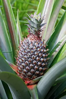 Ananas: Pineapple - Bali - Indonesia