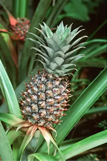 Bromeliad: PINEAPPLE - close-up, growing