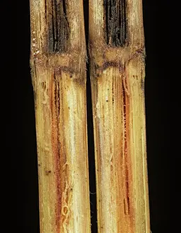 Sugarcane: Pineapple Disease in Sugar Cane stem
