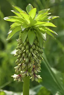 Eucomis: Pineapple flower