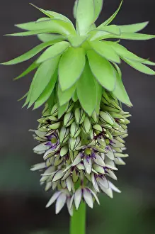 Bicolour: Pineapple Flower