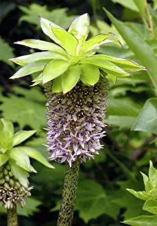 Eucomis: Pineapple Flower / Lily