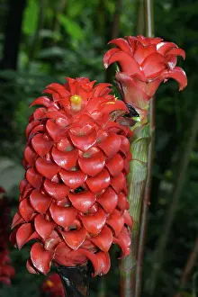 200620: Pineapple Ginger, native to New Guinea, Queensland