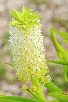 Root: Pineapple Lily (Eucomis autumnalis), flowers