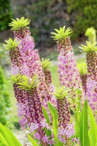 Lily: Pineapple Lily (Eucomis comosa) Pink Gin, flowers