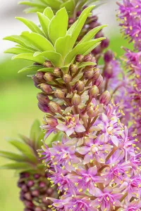 Lily: Pineapple Lily (Eucomis comosa) Pink Gin, flowers