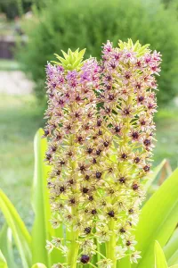 Cycle: Pineapple Lily, Eucomis comosa Pink Gin, flowers
