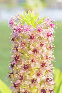 Cycle: Pineapple Lily, Eucomis comosa Pink Gin, flowers