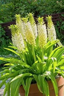 Whites: Pineapple Lily, (Eucomis montana, flowers