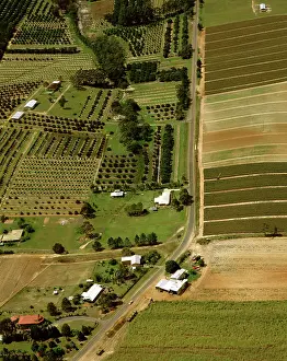 Pineapple: Pineapple & Macadamia plantations Sunshine Coast