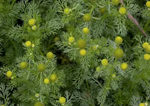Mayweed: Pineapple mayweed / Pineapple weed - an arable weed