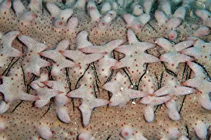 Cucumber: Pineapple Sea Cucumber teats