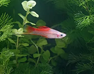 Sword: Pineapple swordtail - side view male