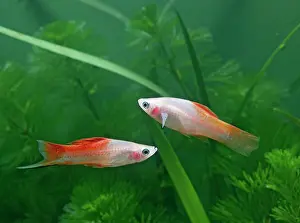Sword: Pineapple swordtail - side view pair