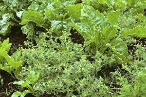 Mayweed: Pineapple weed in a Sugar Beet crop