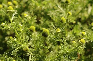 Mayweed: Pineappleweed