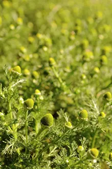 Mayweed: Pineappleweed