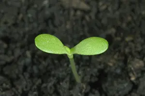 Mayweed: Pineappleweed seedling