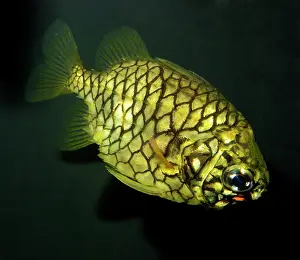 Pinecone: Pinecone Fish
