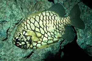 Japonicus: Pinecone Fish - symbiotic bacteria-biolumnescent organs