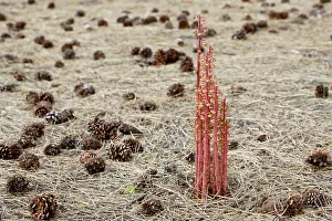 Saprophyte: Pinedrops - a saprophyte or myco-heterotrophs