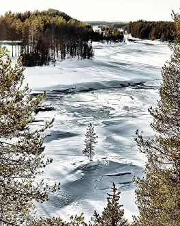 Pines: Pines in ice landscape, Finland, Europe