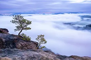 Pines: Pines on the Lilienstein, Elbe Sandstone Mountains
