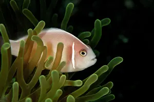 Perideraion: Pink Anemonefish