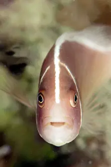 Mabul: Pink Anemonefish
