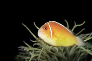 Perideraion: Pink Anemonefish