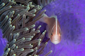 Anemonefish: Pink Anemonefish