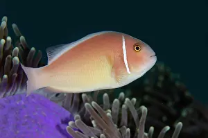Anemonefish: Pink Anemonefish