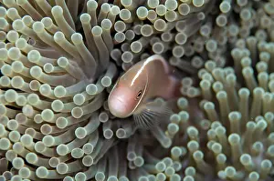 Line: Pink Anemonefish