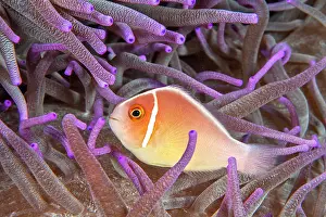 Perideraion: Pink anemonefish (Amphiprion perideraion) in front