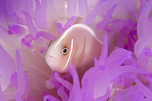 Anemonefish: Pink Anemonefish (Amphiprion perideraion), in pink