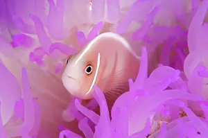 Anemonefish: Pink anemonefish (Amphiprion periderion), in pink