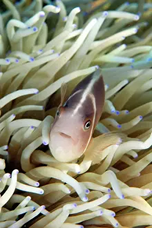 Anemones: Pink Anemonefish in blue-tipped Leathery Sea Anemone